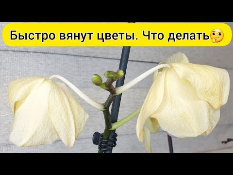 ВЯНУТ ЦВЕТЫ орхидеи // СОХНУТ БУТОНЫ орхидеи