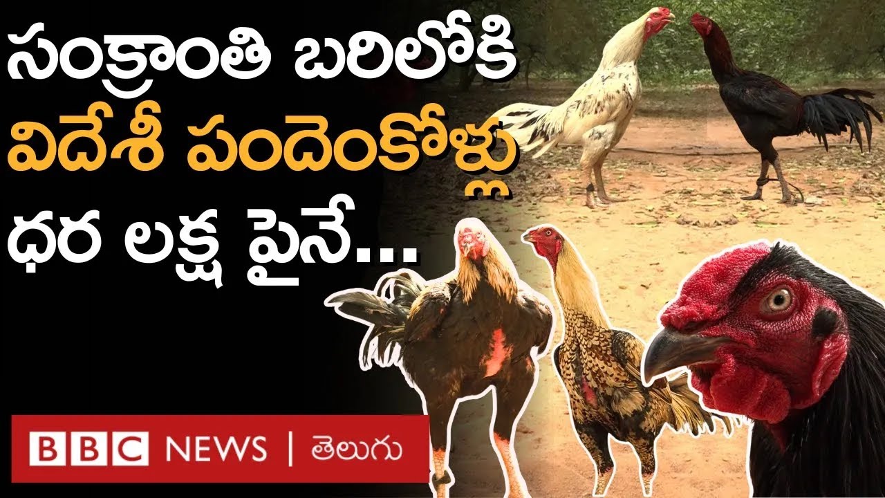Andhra Pradesh: సంక్రాంతి బరిలో దక్షిణ అమెరికా పుంజులు, మటన్ ఖీమా, డ్రైఫ్రూట్సే వీటి డైట్ 