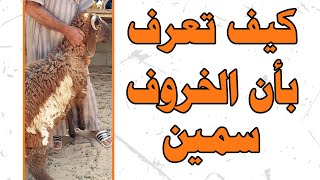 كيف تعرف أثناء الشراء بأن الخروف سمين