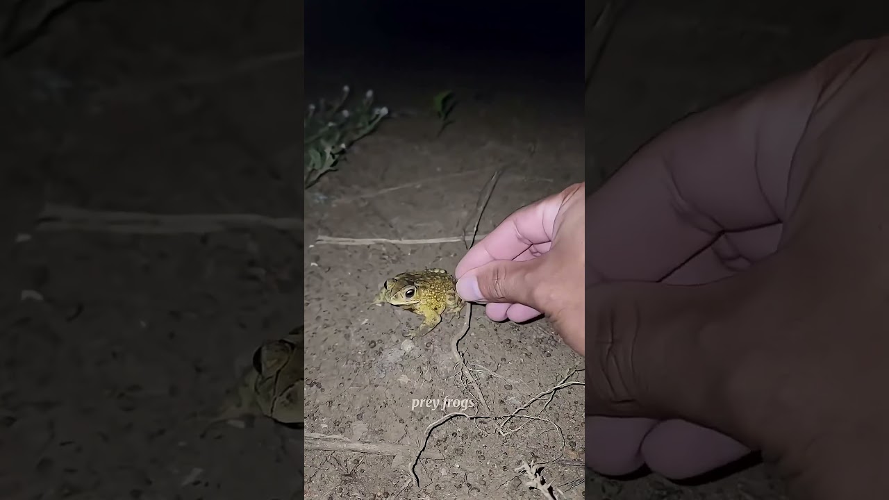 Catch big frogs funny | Try don't laugh | wepwep catching frogs make you laugh 