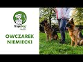 Owczarek niemiecki