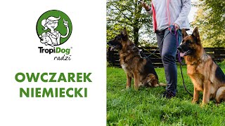 Owczarek niemiecki