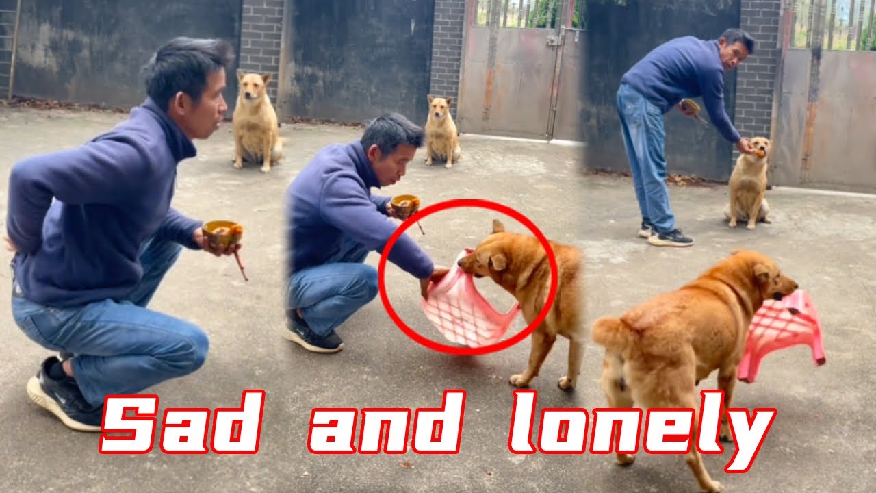 The owner ignored Da Huang's efforts and Da Huang left sadly # ...