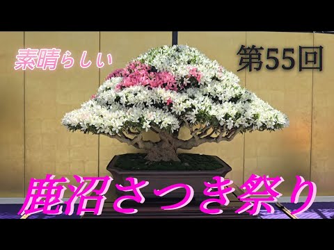 鹿沼さつき祭り 2026 鹿沼花木センター