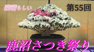 Kanuma Satsuki Azalea Festival 2026 Kanuma Flower & Tree Center