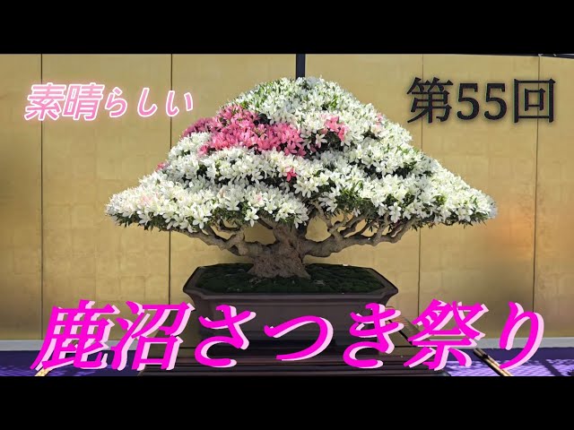 Kanuma Satsuki Azalea Festival 2026 Kanuma Flower & Tree Center
