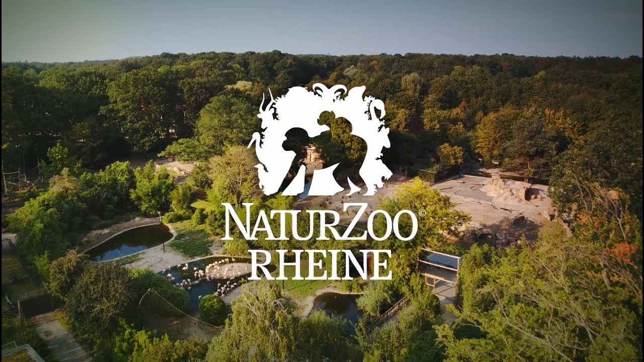 NaturZoo Rheine Zum Begreifen nah. YouTube NaturZoo Rheine Zum Begreifen nah. YouTube