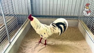 Visiting a Professional Gamefowl Farm