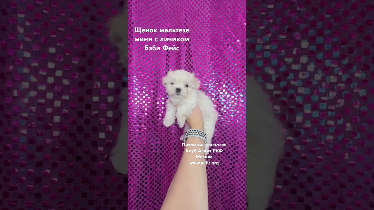 Купить щенка мальтезе мини на сайте aelit.org 