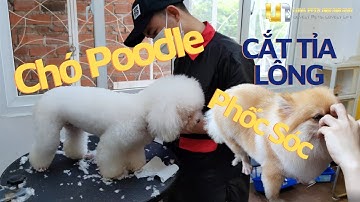 Học grooming cắt tỉa lông thú cưng thực tế  | Lona Pets