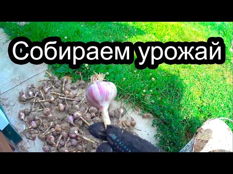Чеснок. Собираем урожай. Делаем грядку для клубники и садим.