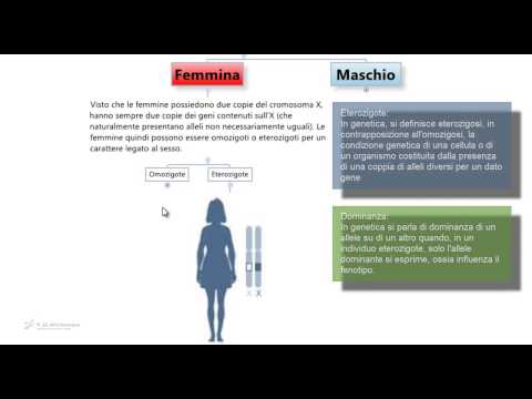 Video: Differenza Tra Eterozigote Composto E Doppio Eterozigote