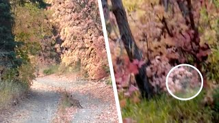 ジョギング中の自分を撮影。しかし男性はこの動物が自分に向かってくると、恐怖で震えた