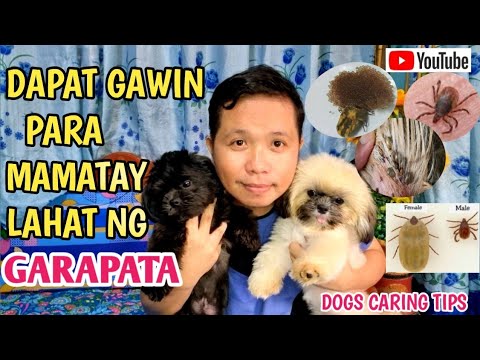 Video: Mapanganib ba ang mga garapata sa taglagas o hindi?