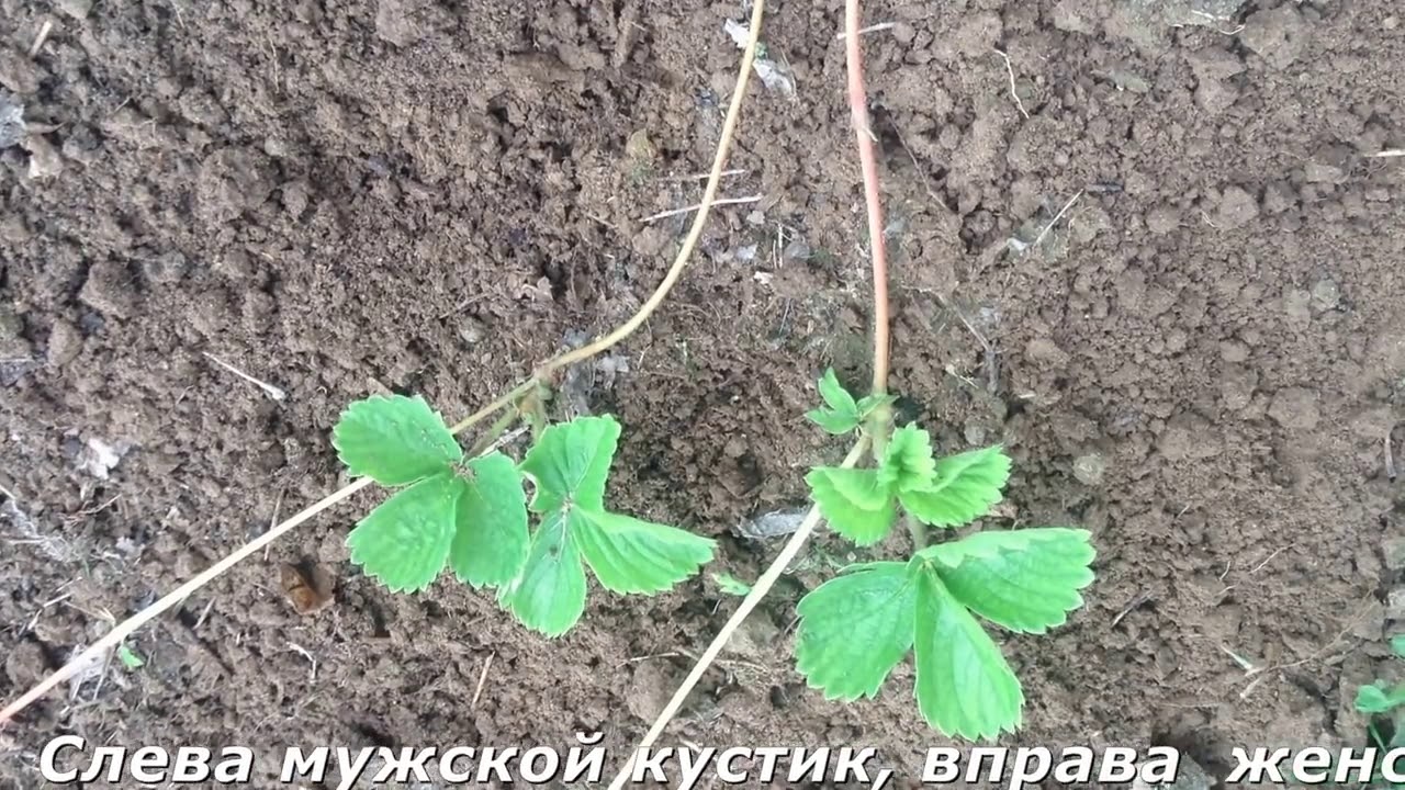 Как отличить куст