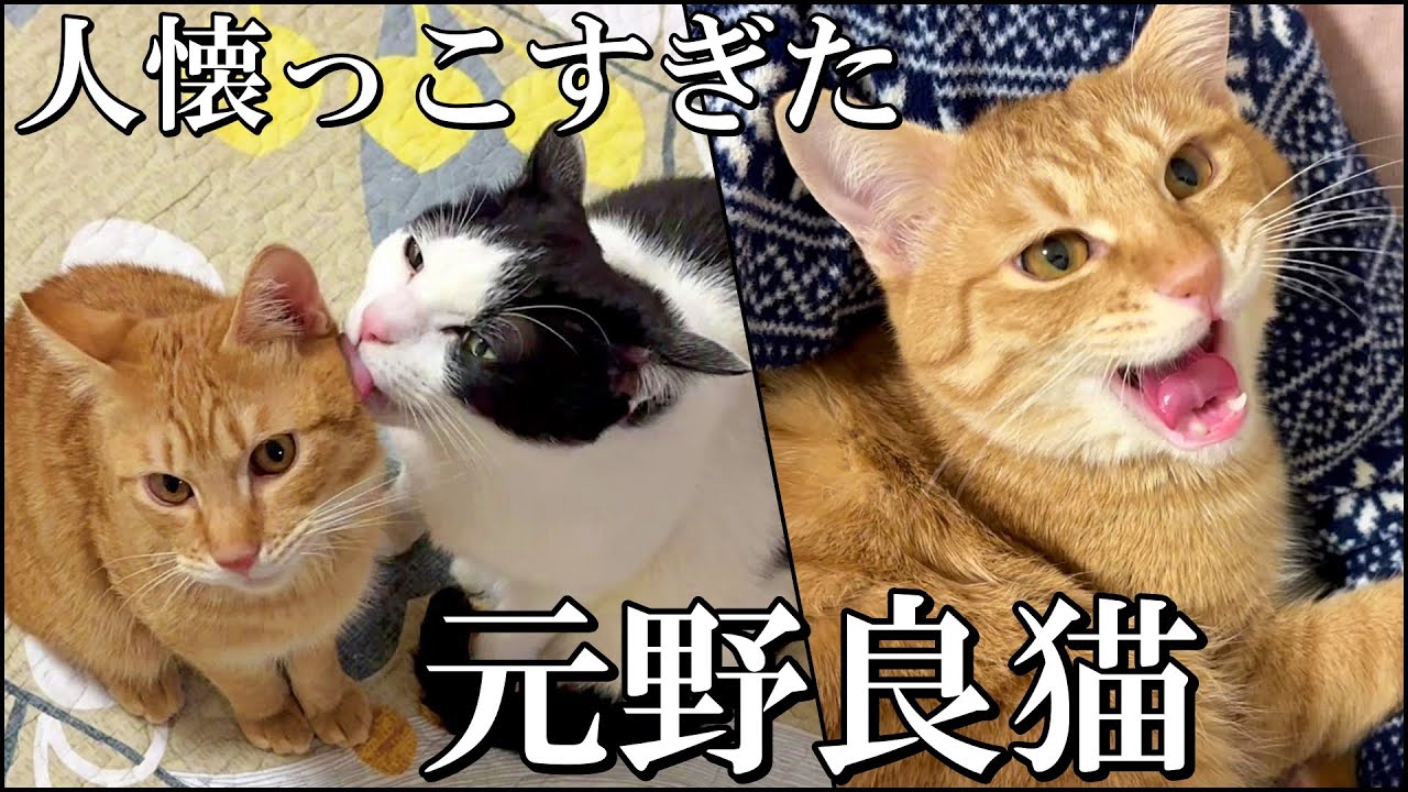 野良猫から家猫へ】超人懐っこい茶トラ猫は先住猫とも