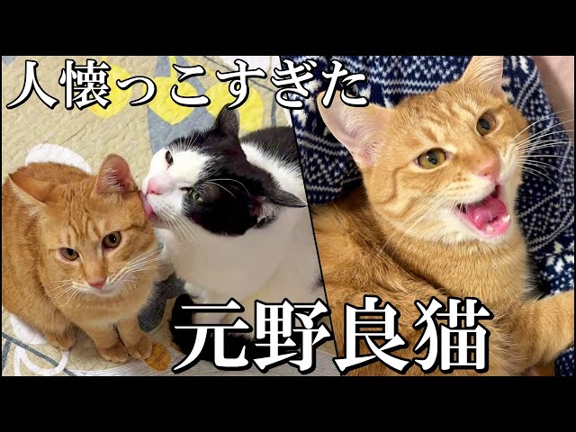 野良猫から家猫へ】超人懐っこい茶トラ猫は先住猫とも
