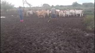 KALIBA JIHUMBI MGANGA WA TIBA ASILIA wasiliana nami 0742124470. 0625796138