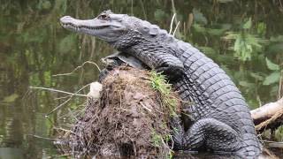 Virtual field trip to Cuyabeno Nature Reserve, Ecuador (Amazon Rain Forest)