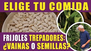 Cómo cultivar ejotes: Siembra, cosecha y consejos para un huerto sin cavar