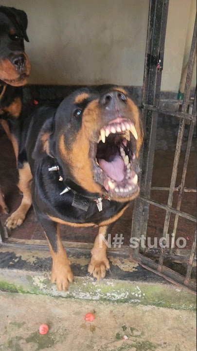 Angry Rottweiler Dog sound #viral#ytshorts #shortsfeed #rottweiler #youtubeshorts #trending