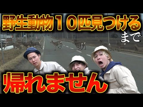 野生動物10匹見つけるまで帰れません！in北海道