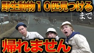 野生動物10匹見つけるまで帰れません！in北海道