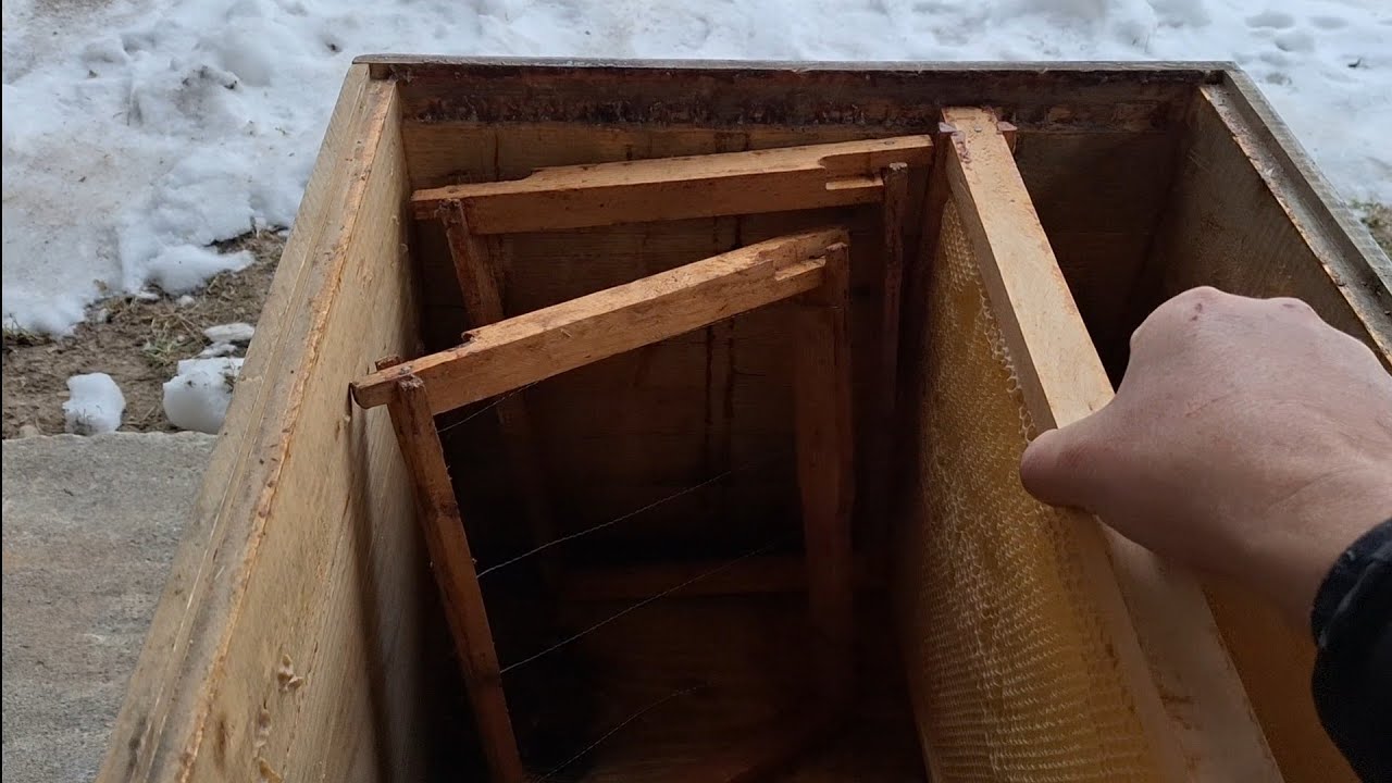 PLANURI, de viitor. Cea mai buna roiniță (care acoperă stimularile, gen turtă) !!!