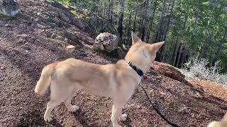 Jindo Dogs on top of Stahlman Point on 12/16/2023