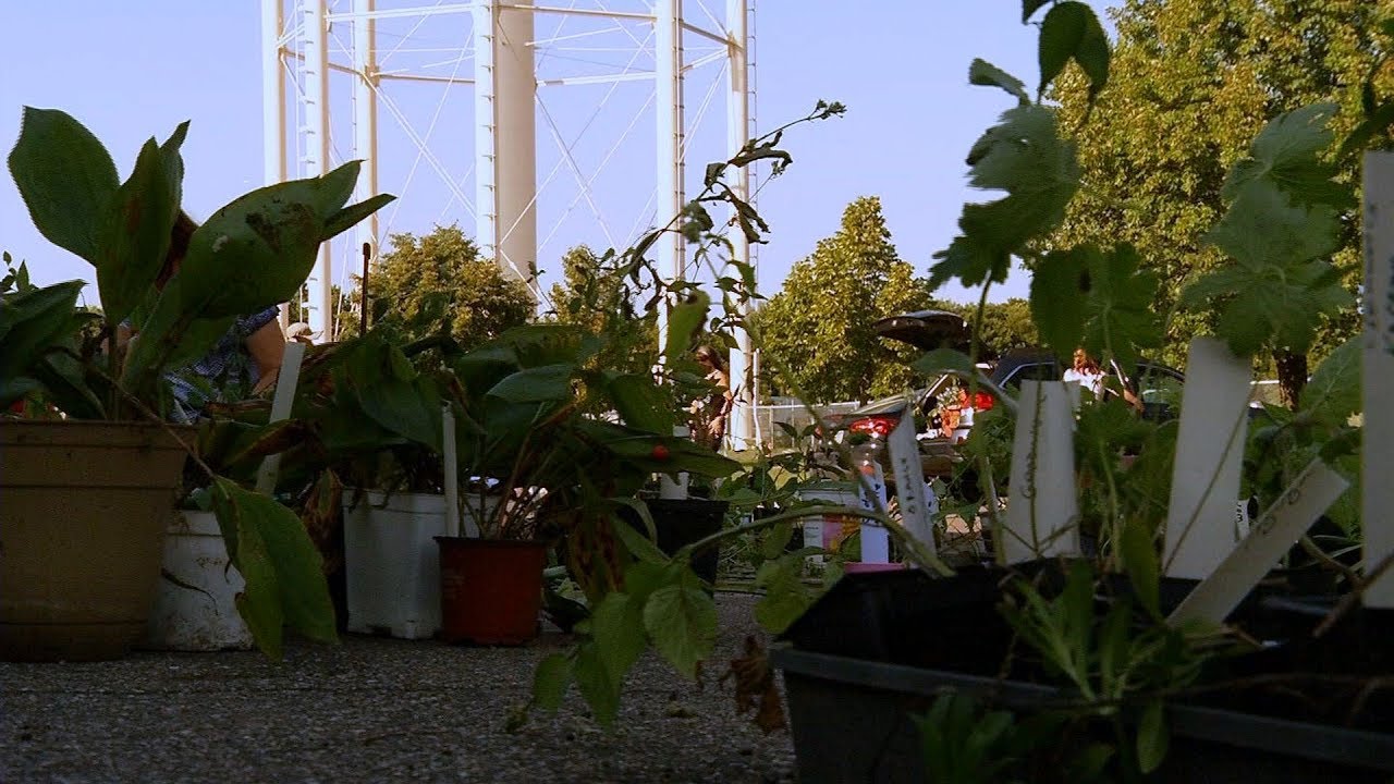 Plymouth Plant Swap YouTube