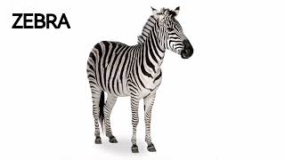 The Zebra - The Braying Sound