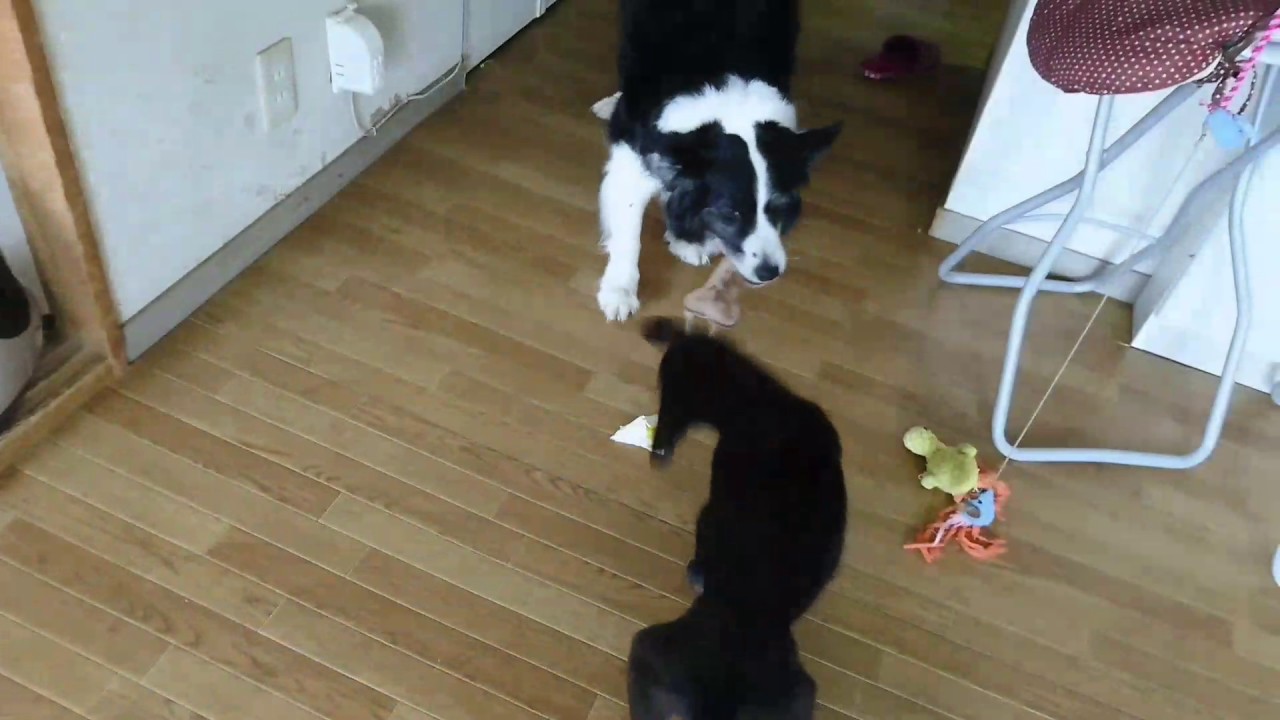 Cat & dog YouTube