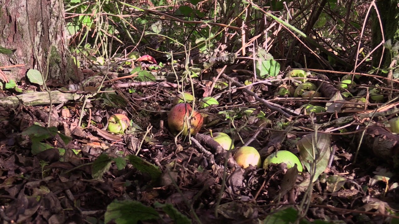 Drone filming of Mendips in Autumn