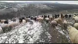 TOKAT SERPİN YAYLASINA İLK KAR DÜŞTÜ