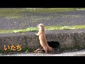 いたち ちょっとかわいい？！