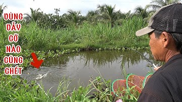 Phát hiện ổ Cá Rô Nái rút dưới bụi lục bình kéo cong cần / Nghề Đi Câu