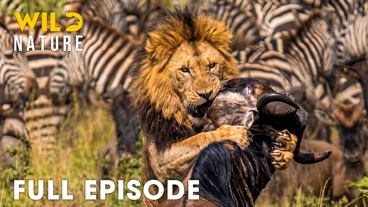 Wild Serengeti | Nature's Deadliest Migration for Survival (Full Episode) | Wildlife Documentary
