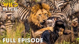 Wild Serengeti | Nature's Deadliest Migration for Survival (Full Episode) | Wildlife Documentary