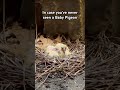 Yes, Baby Pigeons do exist! 😂 🐦 #nyc #wildlife #pigeon