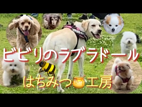 エンディングのラムに釘付けなGW♥️【ビビりのラブラドールレトリバー🦮ラムと可愛すぎたお友達🐶🚩】ゴールデンウィークの一日🐝ルーティンVlog