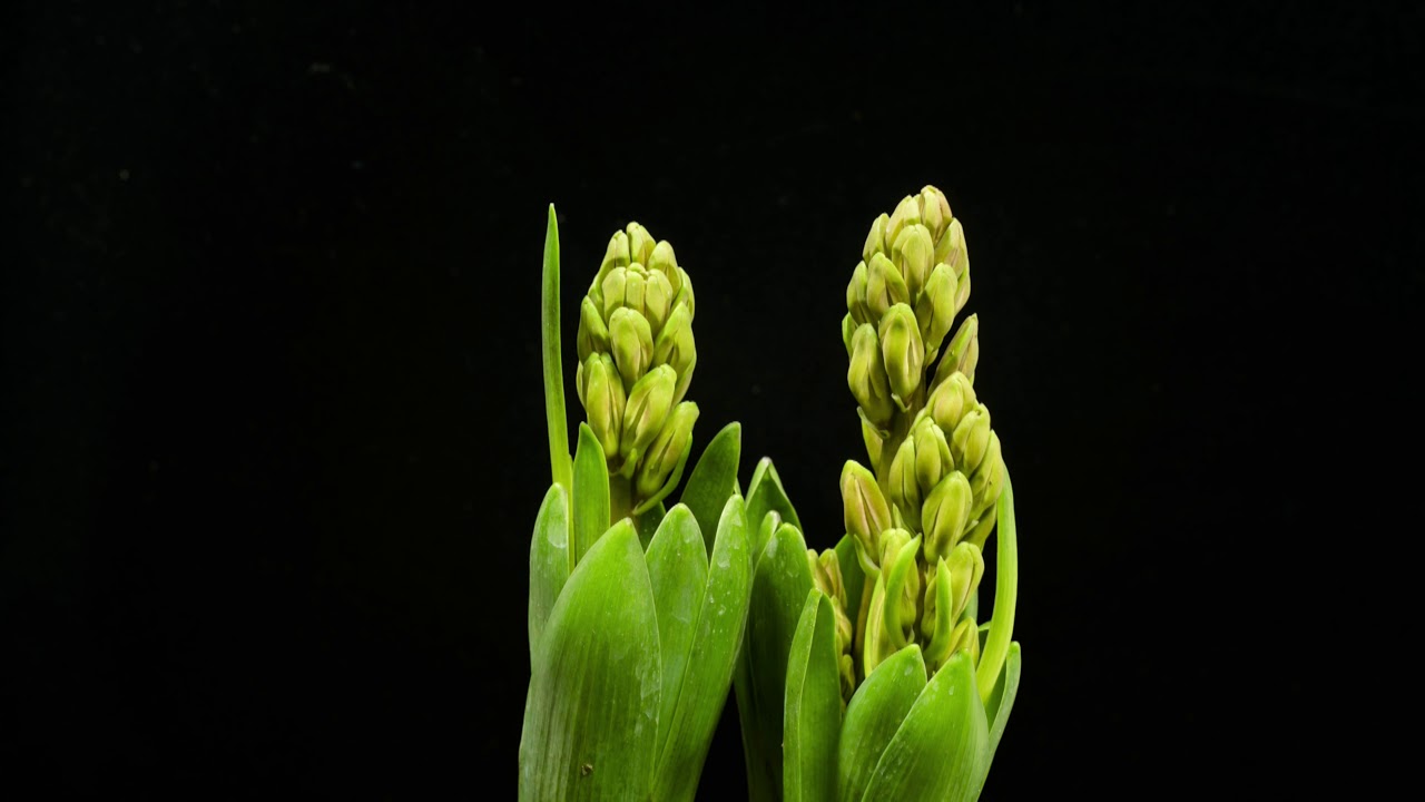 timelapse hyacinth