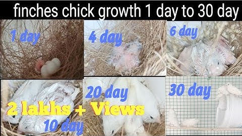 Baby finches growth Day 1 to 30(@vppetsandvlog )