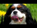 Cavalier king charles spaniel. Pros y contras, precio, Cómo elegir, hechos, cuidado, historia.