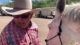 How to Properly Adjust A Rope Halter for Mules and Donkeys