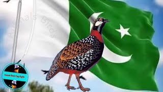 Most Expensive Birds Of Pakistan Beauty And Voice - Kala Teetar ( Black Francolin )