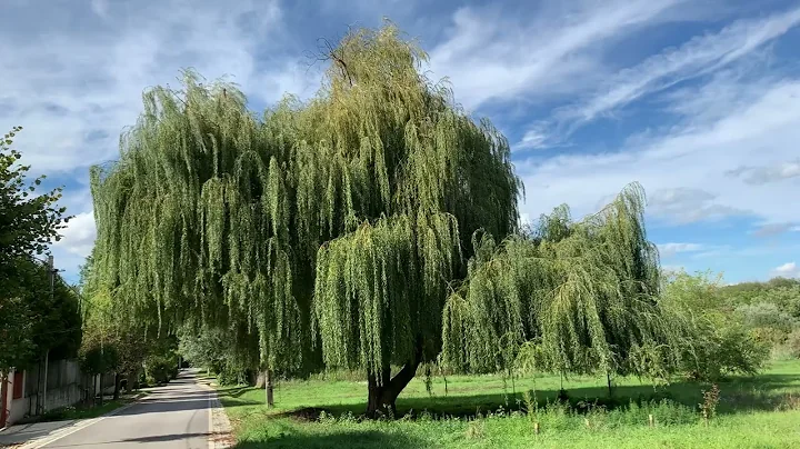 Wind blowing willow tree 4K uhd - DayDayNews