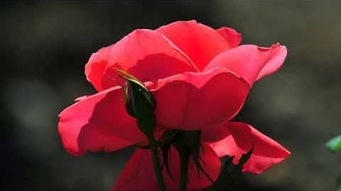 الشيخ أحمد أحمد نعينع - ما تيسر من سورة يونس وهود