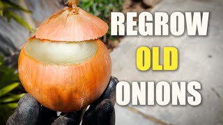 Amazing how a Rotten old ONION will still Grow back again with Ease