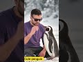 cute penguin 🐧 @BeastReacts @A2Motivation @reelshortapp #youtuber #funny #youtube