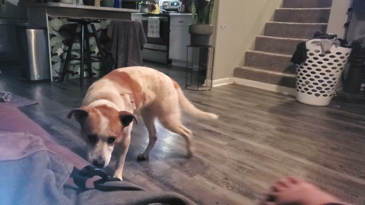 Double Resource Guard BL